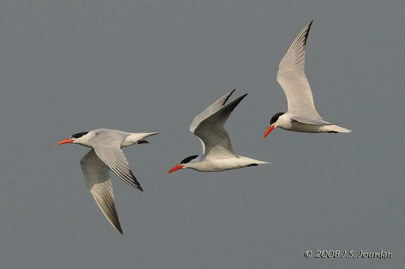 CaspianTern6450b.jpg