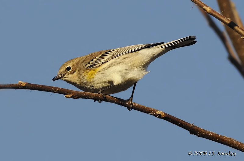 YellowrumpedWarbler8995b.jpg