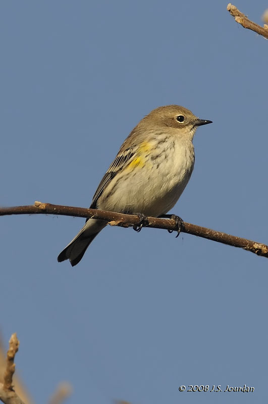 YellowrumpedWarbler9013b.jpg