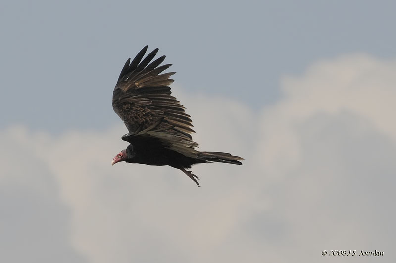 036TurkeyVulture0928b.jpg