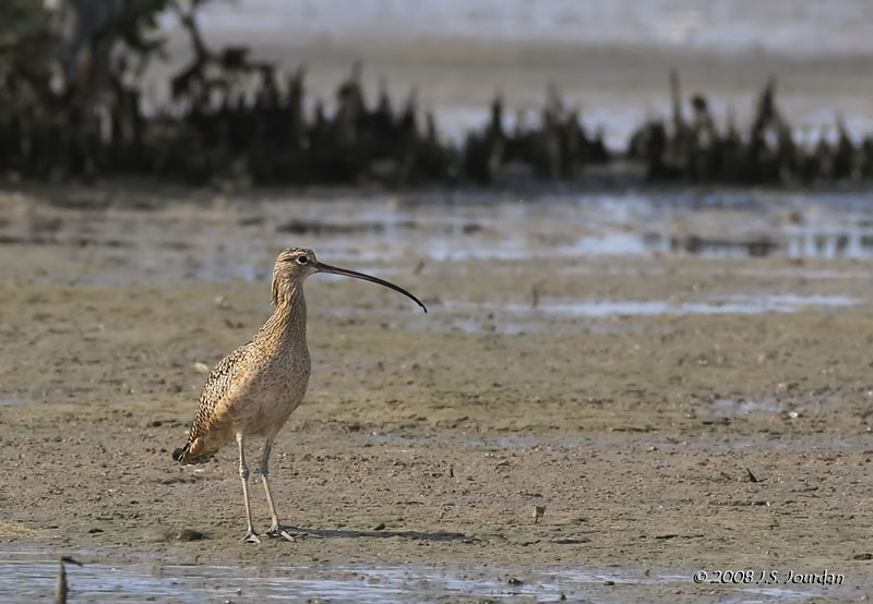 037LongbilledCurlew0938b.jpg