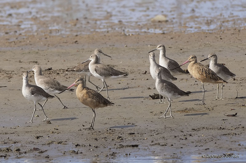 039Willet_MarbledGodwit0956b.jpg