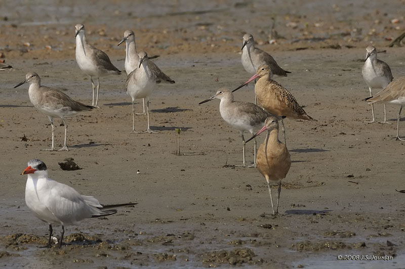 041Willet_MarbledGodwit0979b.jpg