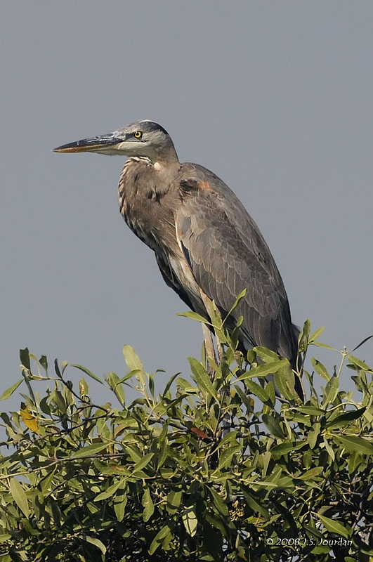 045GreatBlueHeron1041b.jpg