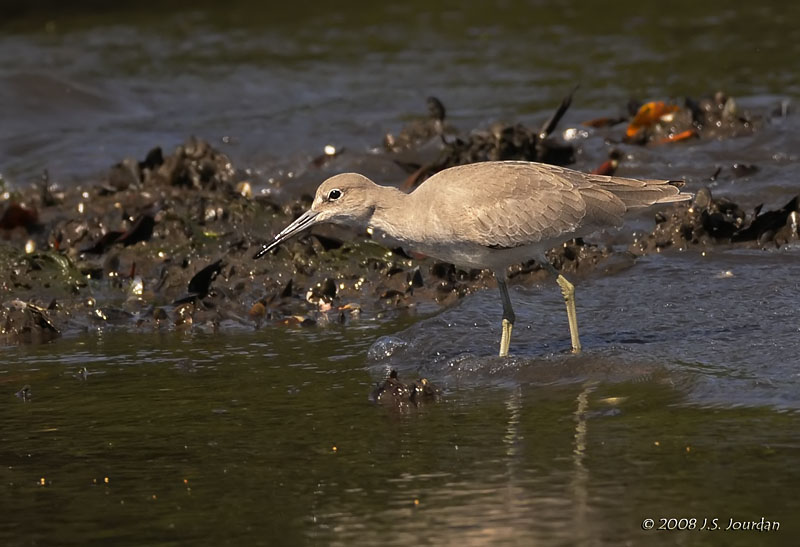 061Willet1327b.jpg