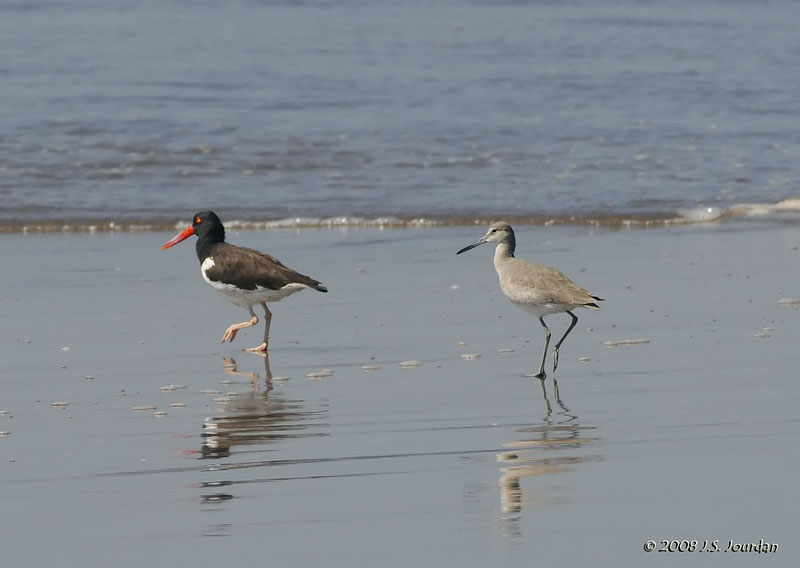 079Oystercatcher_Willet1478b.jpg