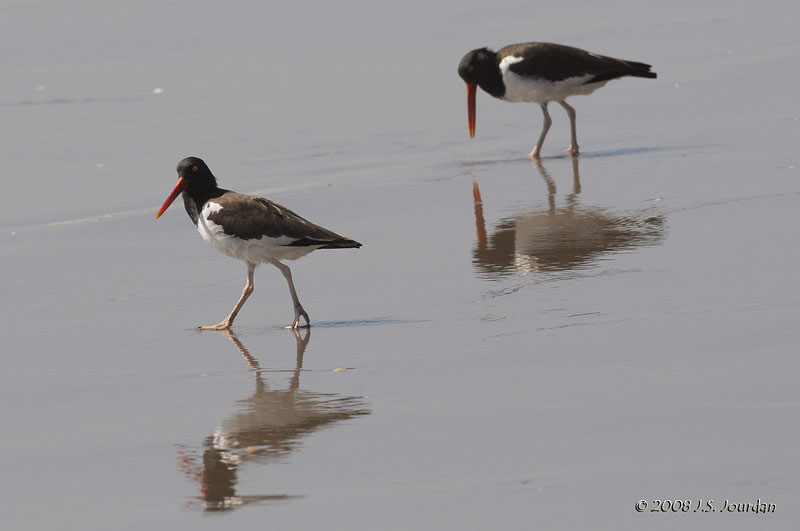 081AmericanOystercatcher1503b.jpg
