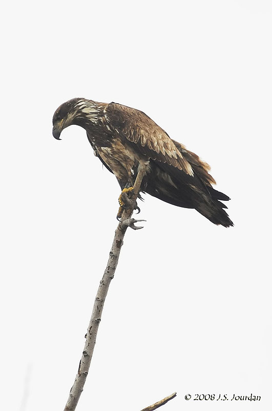 BaldEagle4453b.jpg