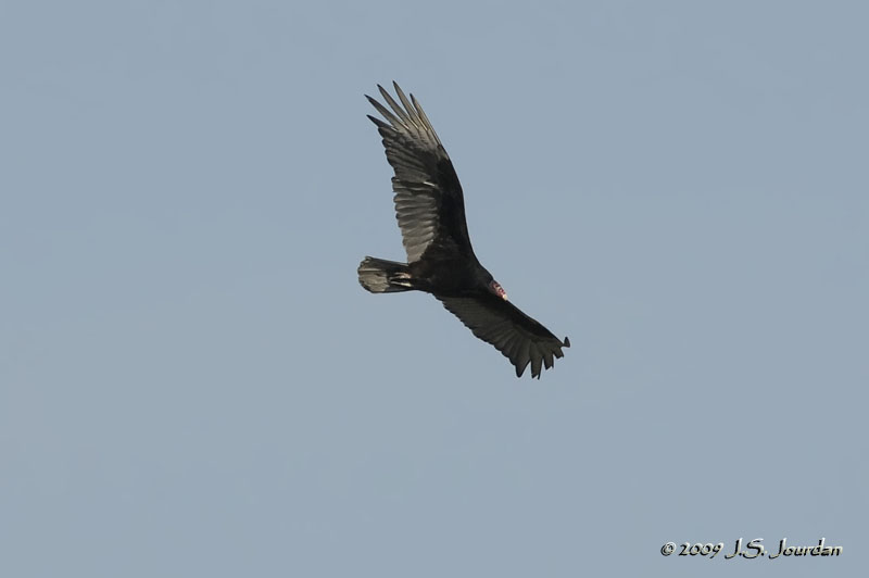 TurkeyVulture8703b.jpg
