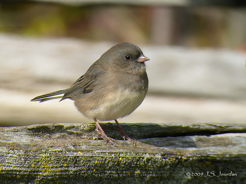 DarkeyedJunco6991b.jpg
