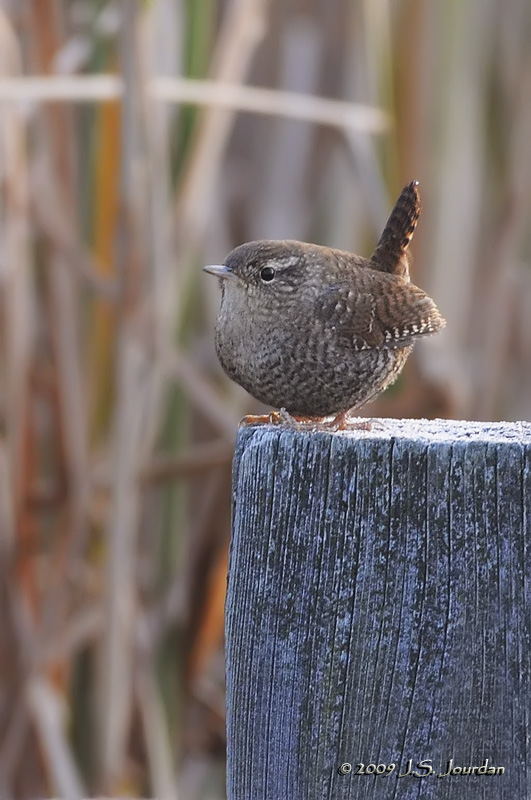 WinterWren6276b.jpg