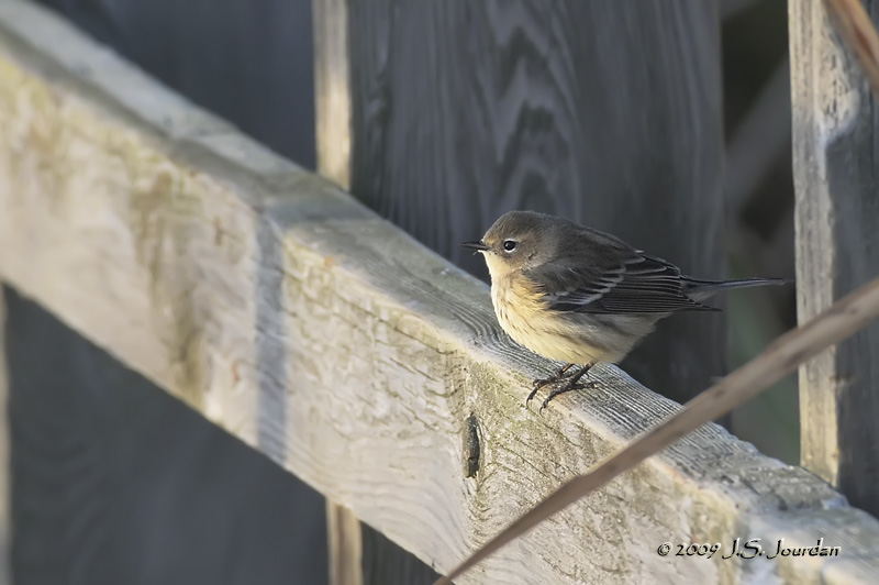 YellowrumpedWarbler6339b.jpg
