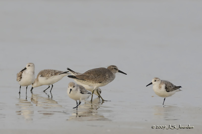 RedKnot9888b.jpg