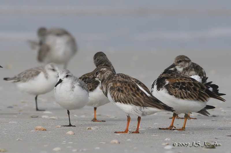 RuddyTurnstone_Sanderling0454b.jpg