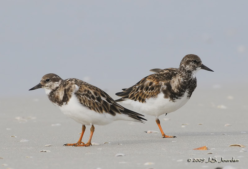 RuddyTurnstone0437b.jpg