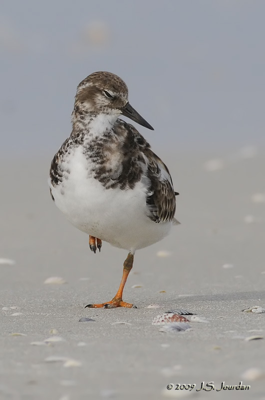 RuddyTurnstone0446b.jpg
