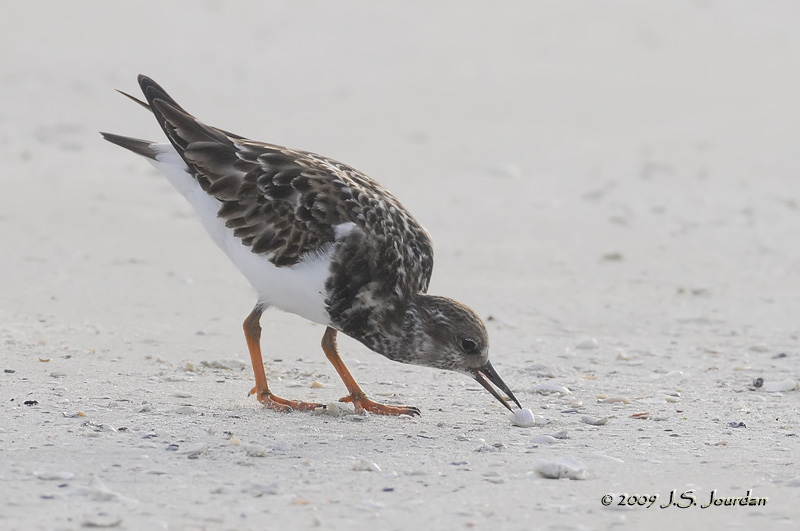 RuddyTurnstone9853b.jpg