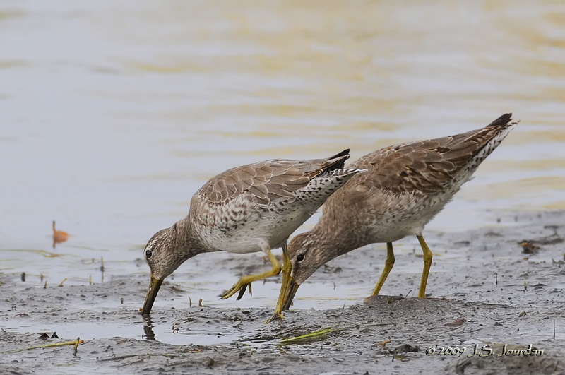 ShortbilledDowitcher9755b.jpg