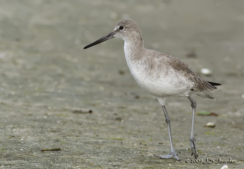 Willet0199b.jpg