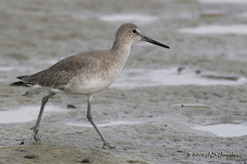 Willet0208b.jpg