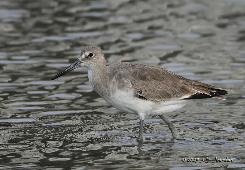 Willet0419b.jpg