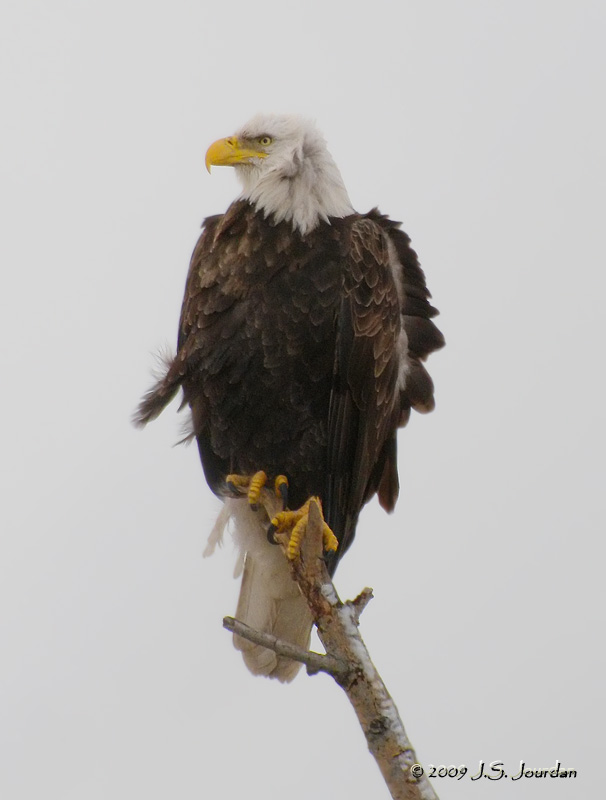 BaldEagle7733b.jpg