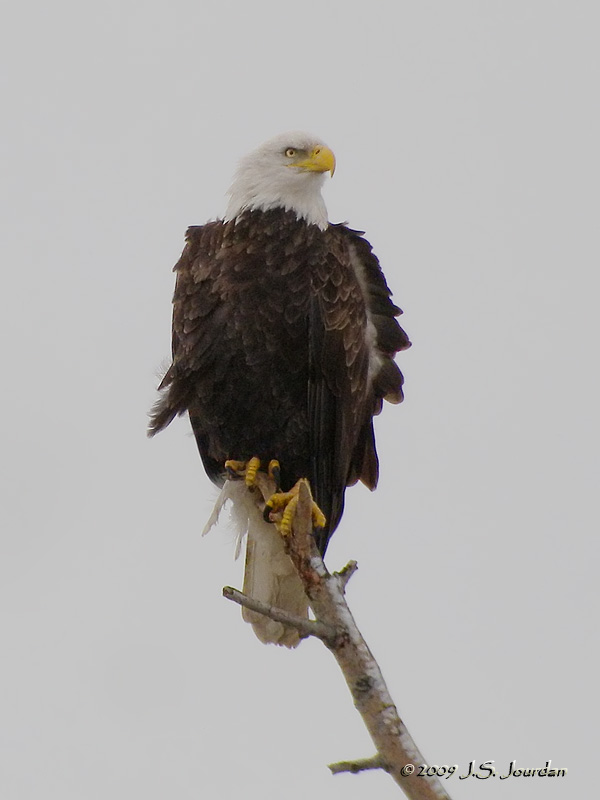 BaldEagle7741b.jpg