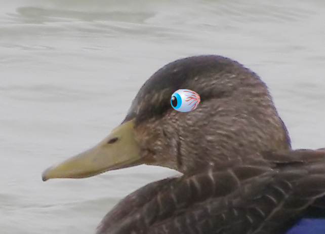 AmericanBlackDuck7702b.jpg