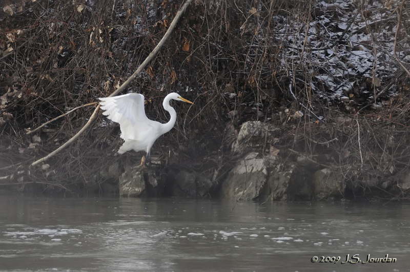 GreatEgret1232b.jpg