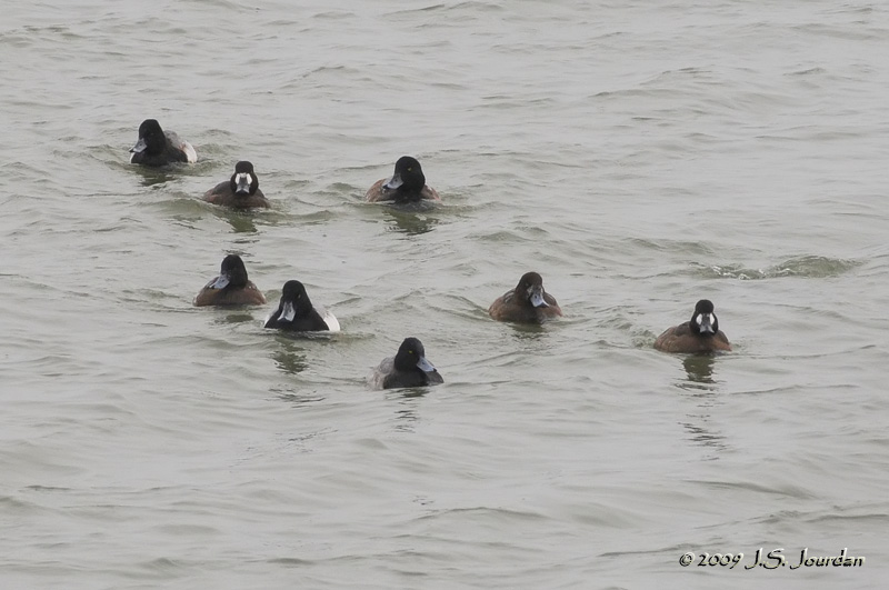 GreaterScaup1085b.jpg