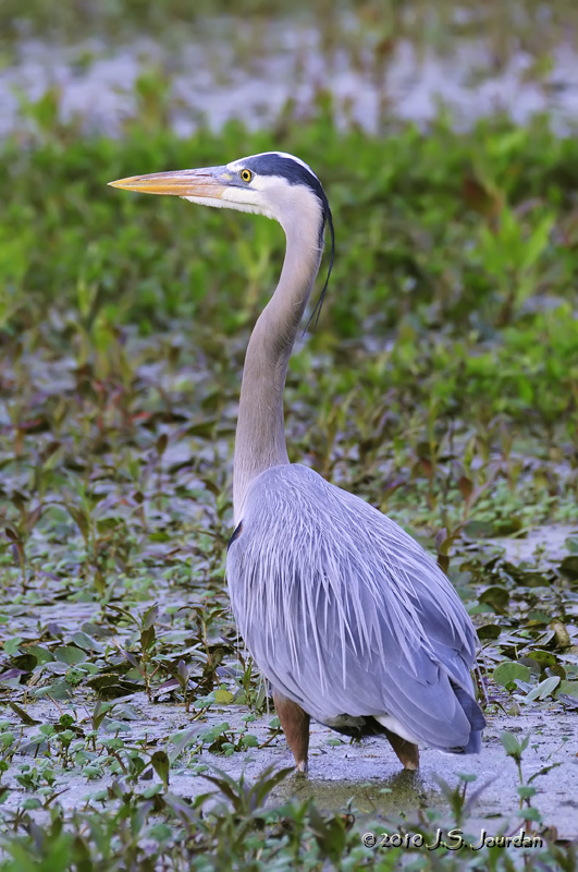 GreatBlueHeron2503b.jpg