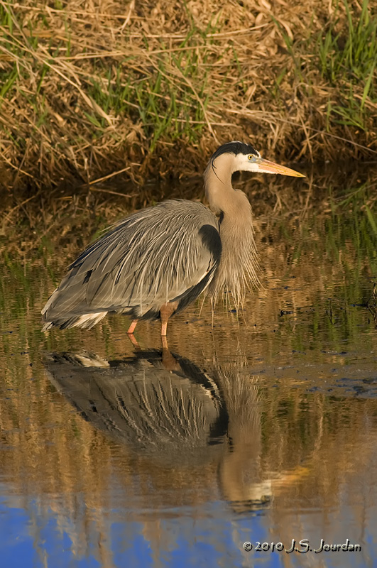 GreatblueHeron3636b.jpg