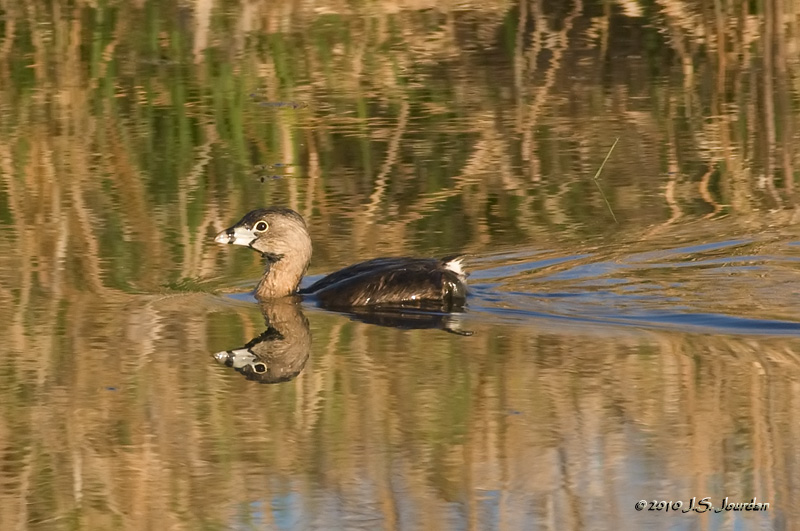PIedbilledGrebe3707b.jpg