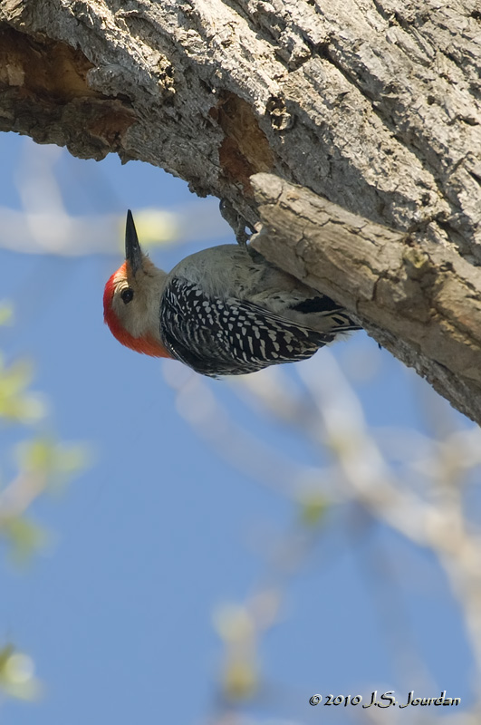 RedbelliedWoodpecker3834b.jpg