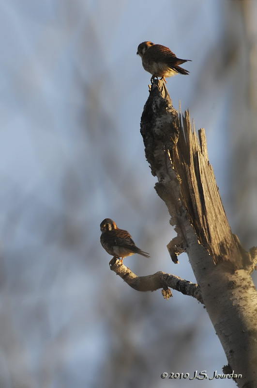 AmericanKestrel4027b.jpg