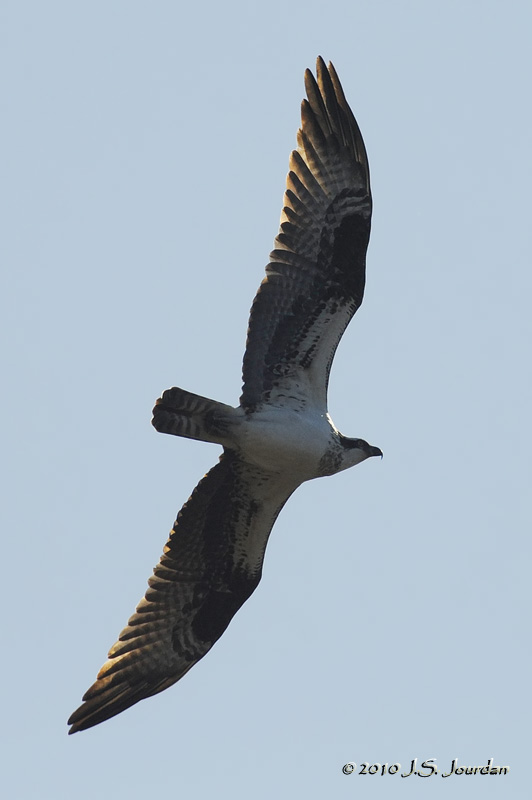 Osprey3950b.jpg