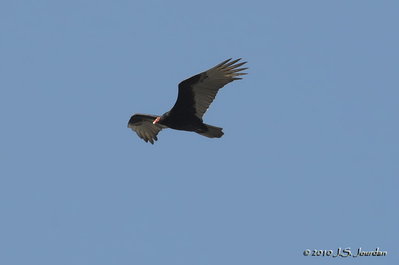 TurkeyVulture3911b.jpg