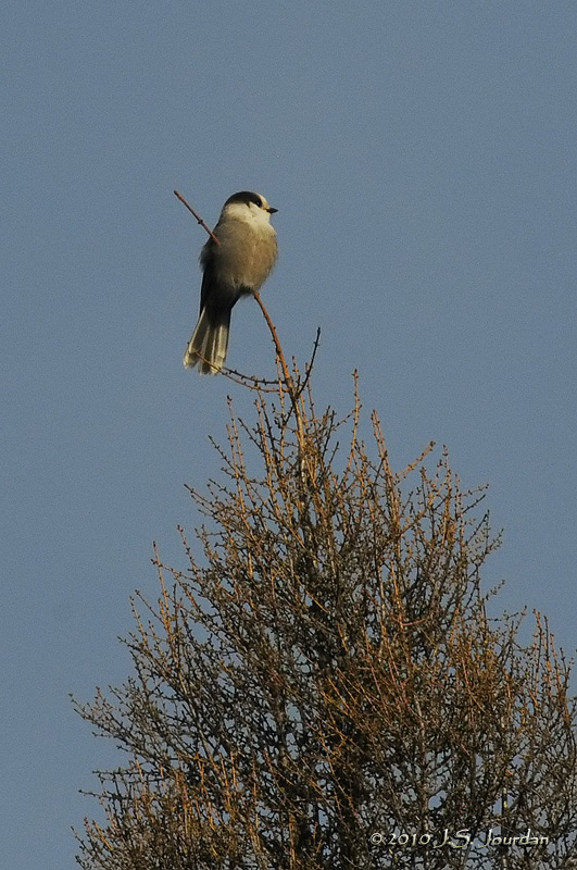 GrayJay4572b.jpg