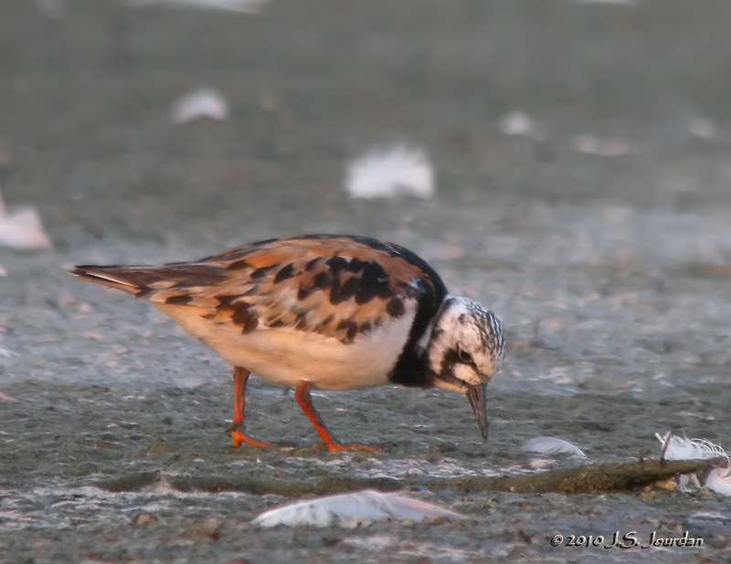 RuddyTurnstone9974b.jpg