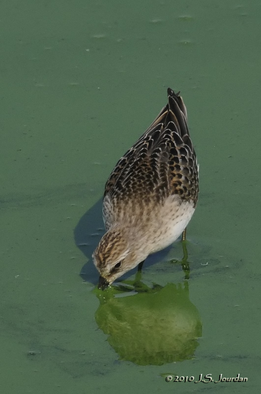 SemipalmatedSandpiper3487b.jpg