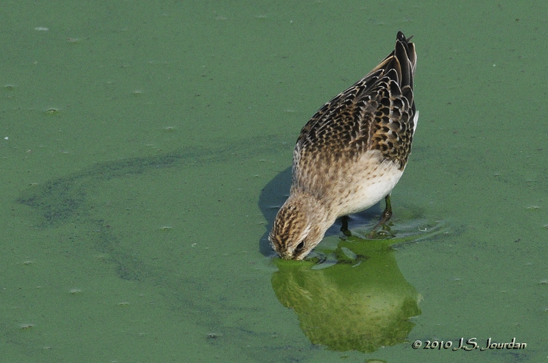 SemipalmatedSandpiper3488b.jpg