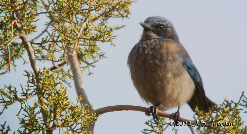 WesternScrubJay0459b.jpg
