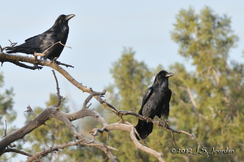 CommonRaven012_6260b.jpg