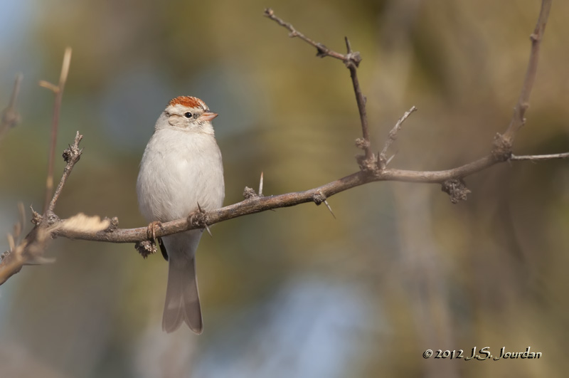 ChippingSparrow012_6291b.jpg