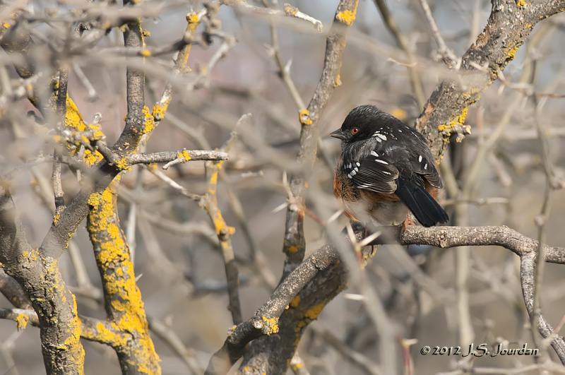 SpottedTowhee012_6293b.jpg