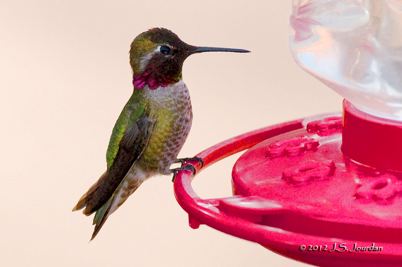 AnnasHummingbird_db012_6401b.jpg