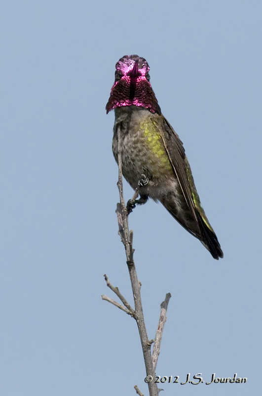 AnnasHummingbird012_6436b.jpg