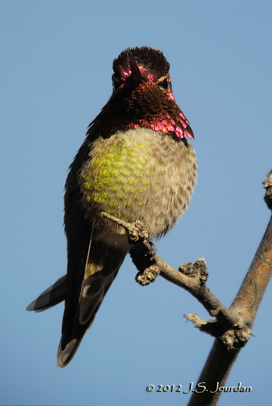 AnnasHummingbird1055b.jpg