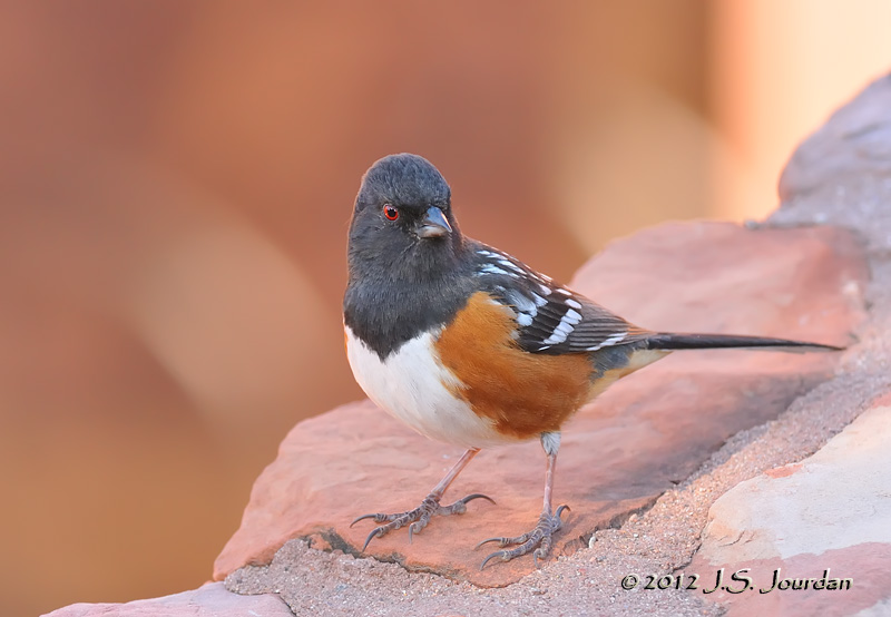 SpottedTowhee012_6591b.jpg