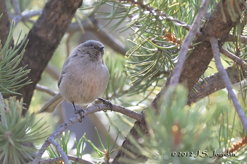 Bushtit012_6812b.jpg